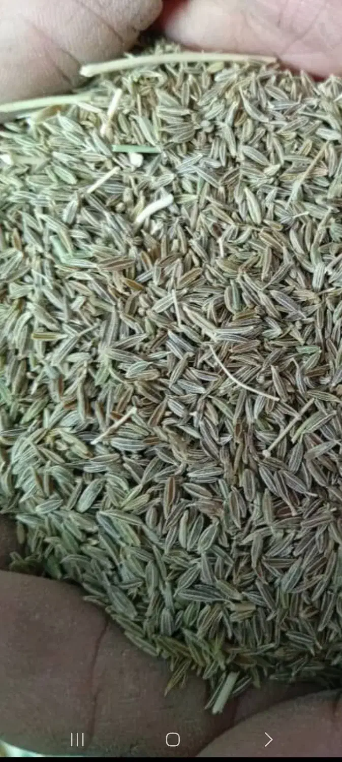 زیره سبز تمیز (۴۰۰ کیلو)|خوردنی و آشامیدنی|سبزوار, کراب|دیوار