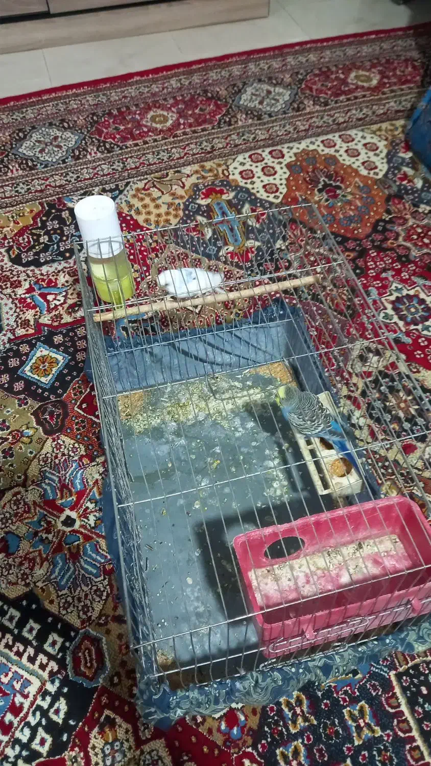 مرغ عشق|پرنده|شاهرود, |دیوار