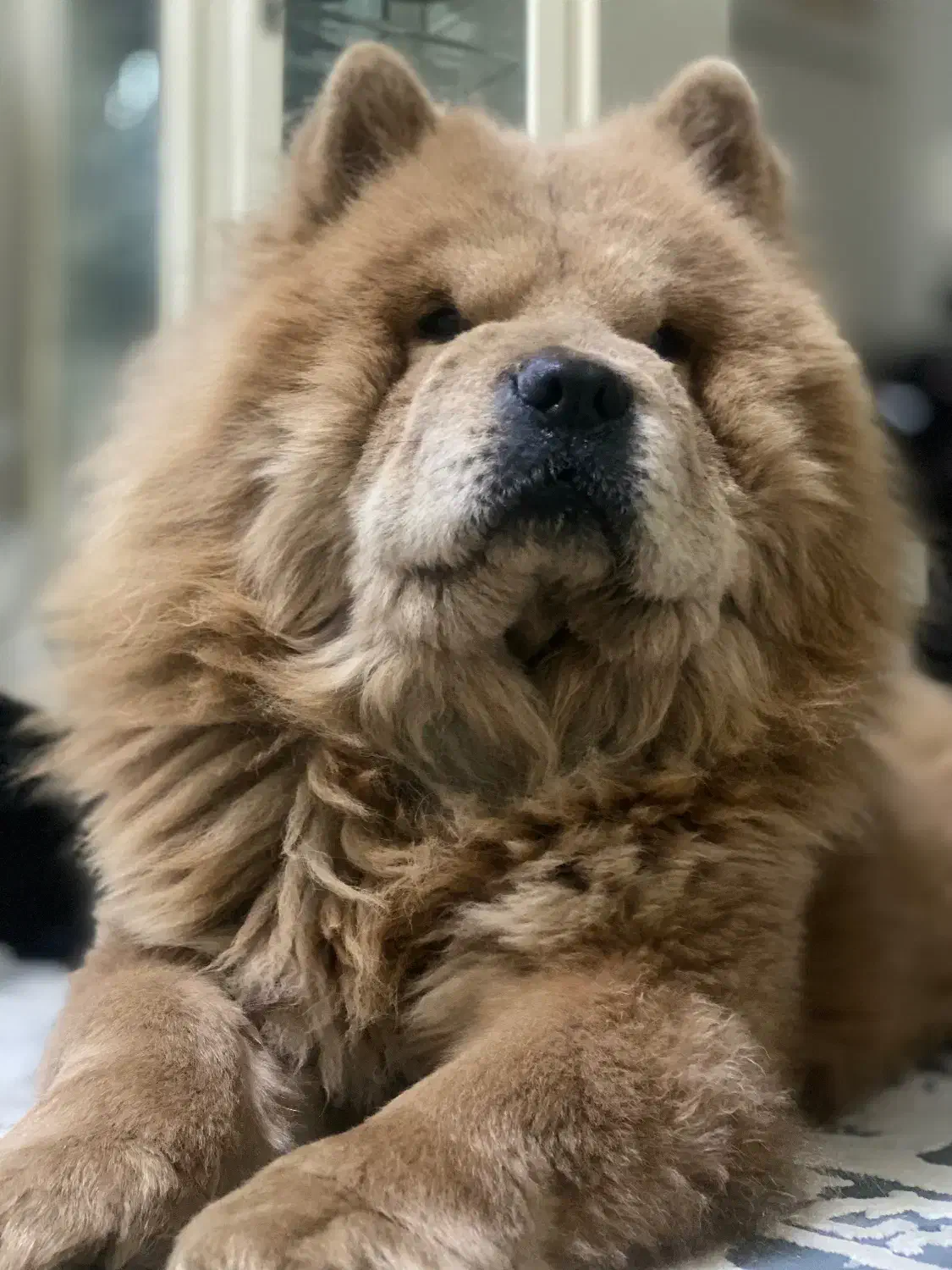 چاوچاو|سگ|تهران, گرگان|دیوار