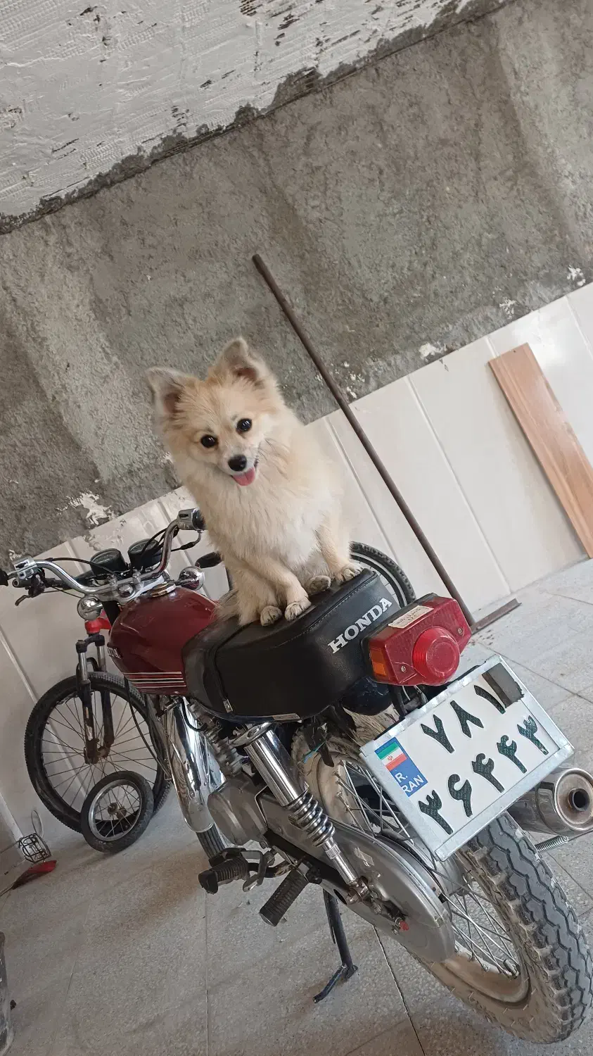 سگ پامر|سگ|اسفراین, |دیوار