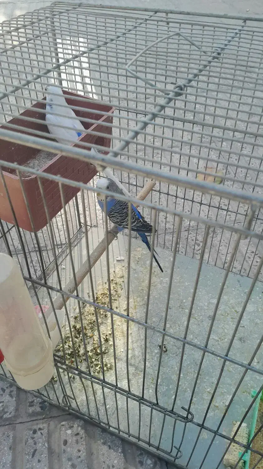 یک جفت مرغ عشق ویک عدد جوجه 8ماهه|پرنده|تهران, شمیراننو|دیوار