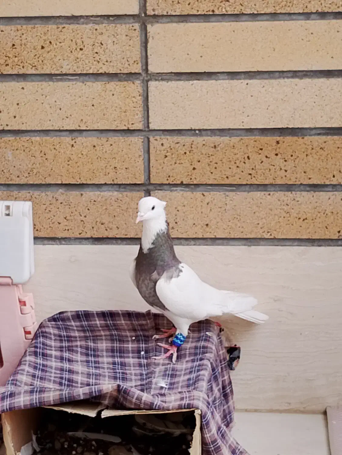 طوقی کرمانشاهی ماده|پرنده|اصفهان, بیدآباد|دیوار