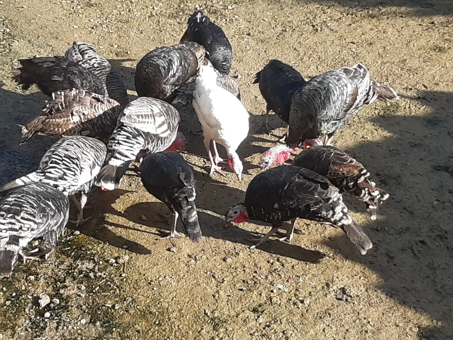 فروش بوقلمون محلی|حیوانات مزرعه|رحیمآباد, |دیوار