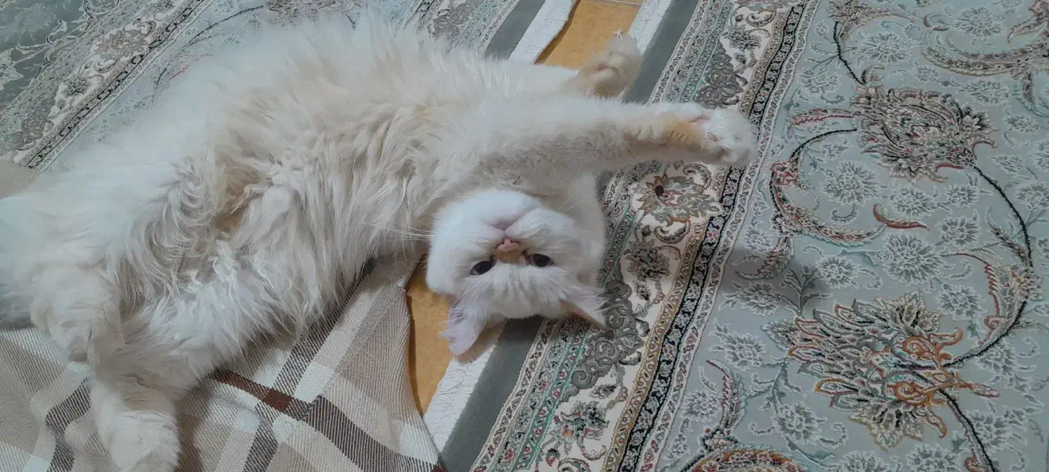 واگذاری گربه پرشین|گربه|آستانه اشرفیه, |دیوار