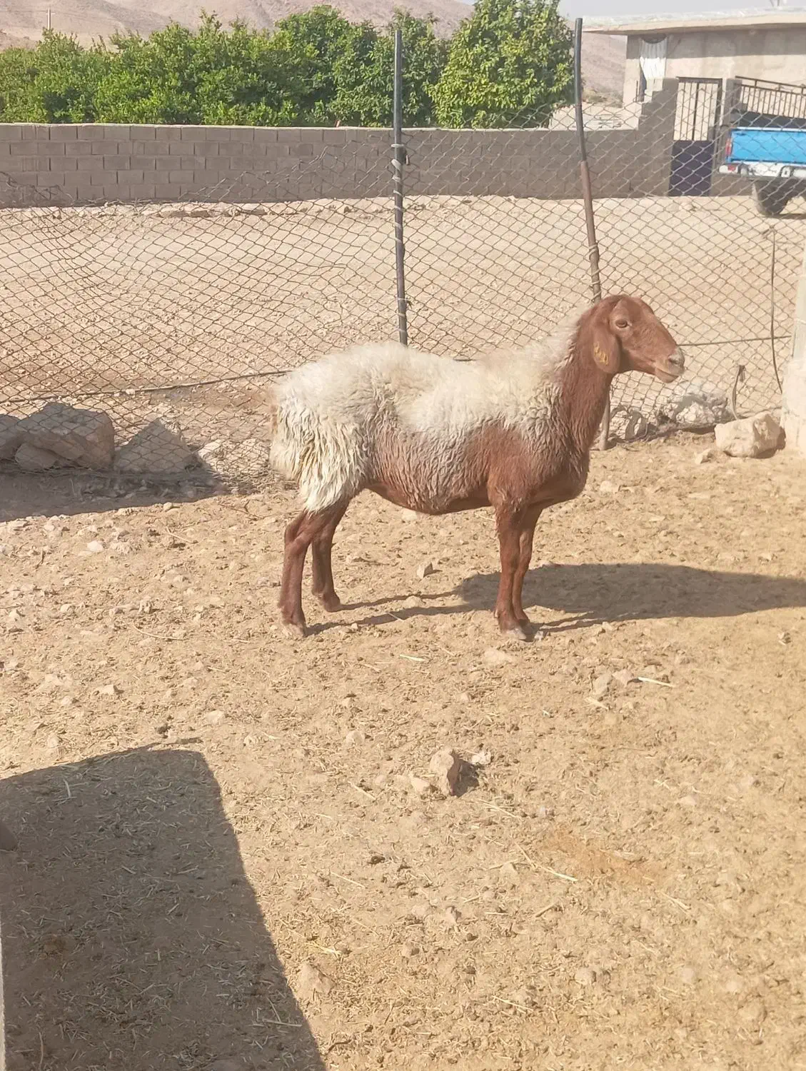 سه راس میش درجه یک|حیوانات مزرعه|جهرم, |دیوار