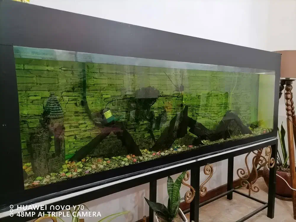 آکواریوم|ماهی|تنکابن, |دیوار