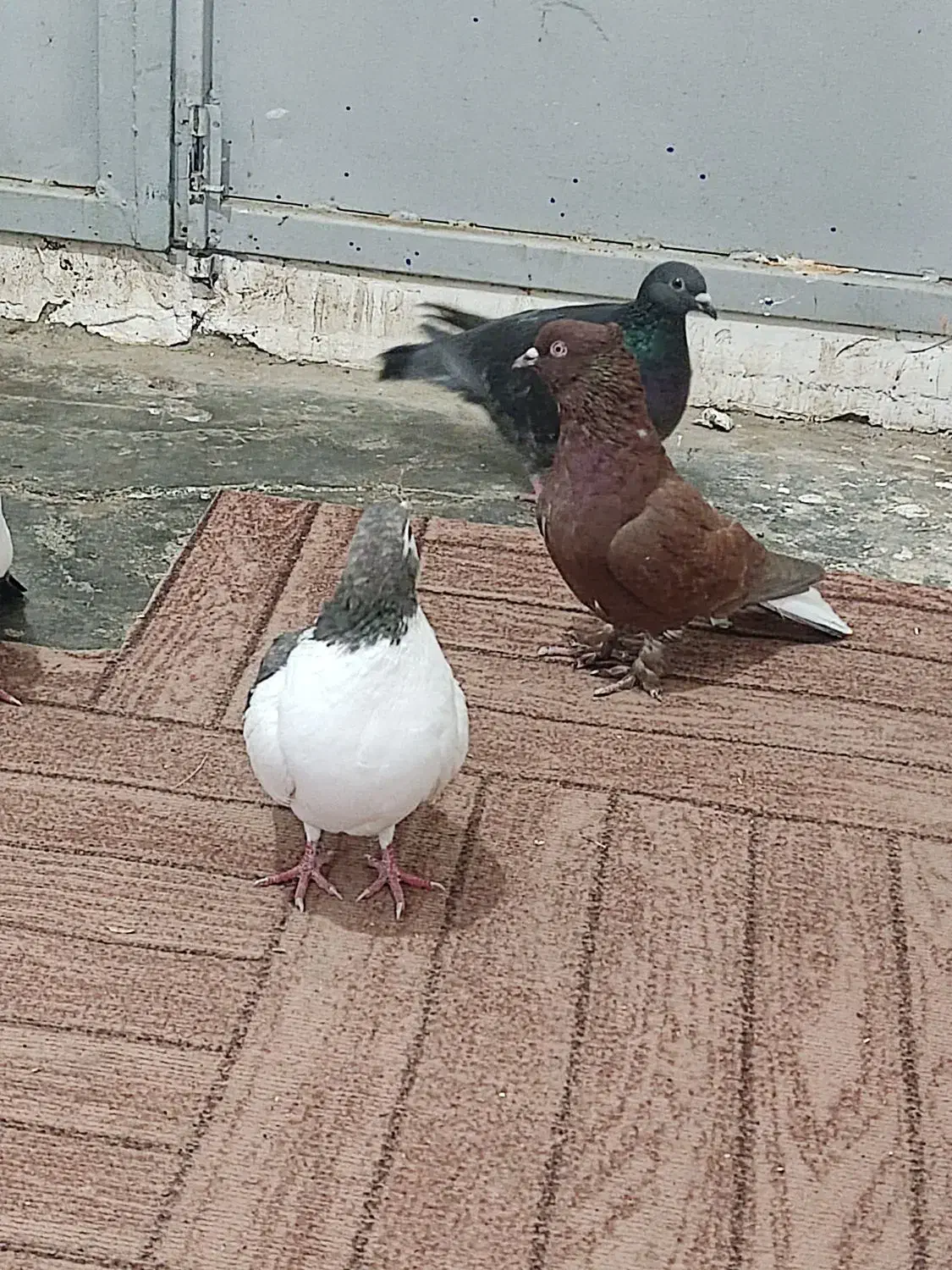 کفتر پرشی|پرنده|جوین, |دیوار