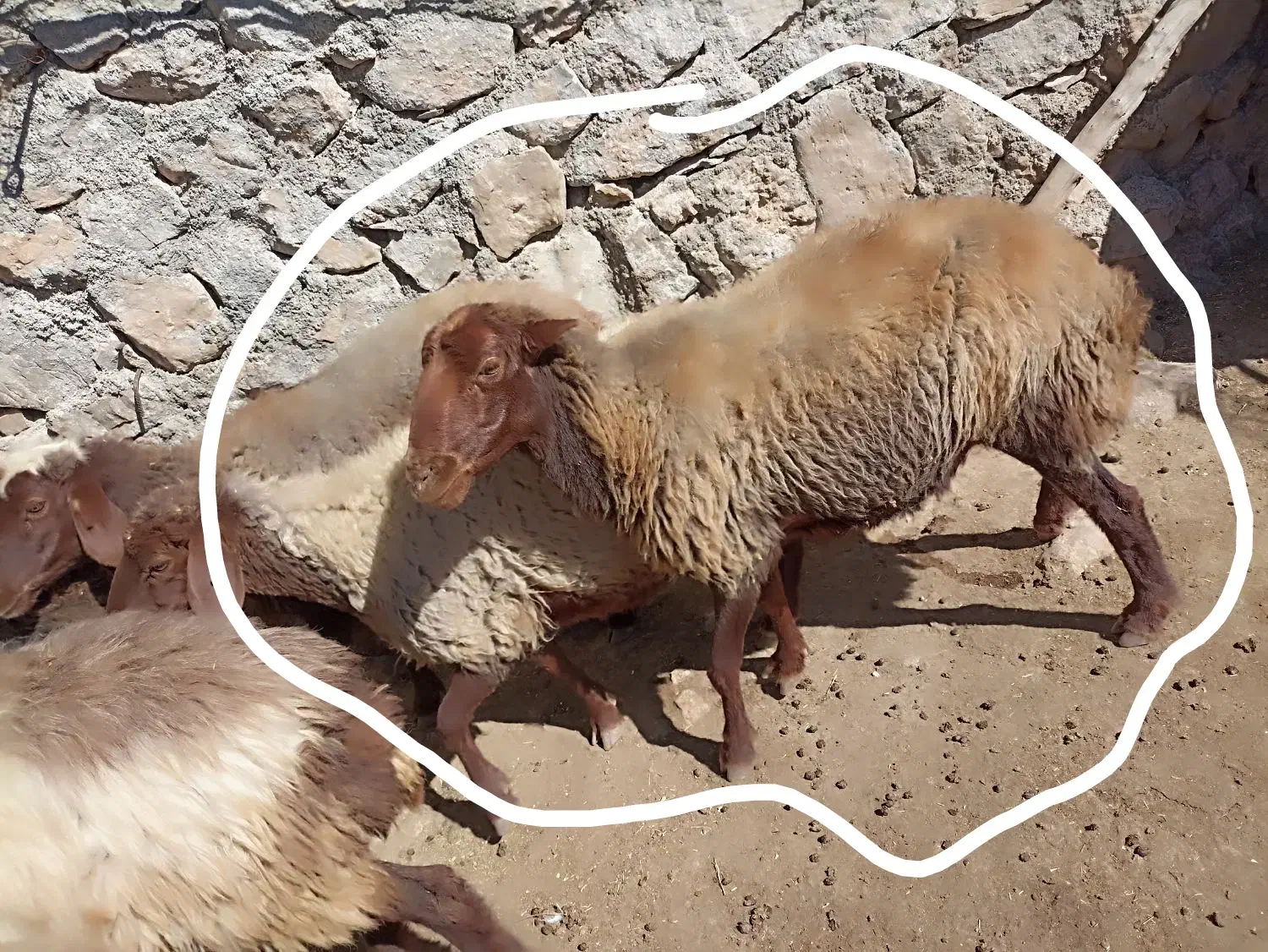 میش|حیوانات مزرعه|پاپی, |دیوار