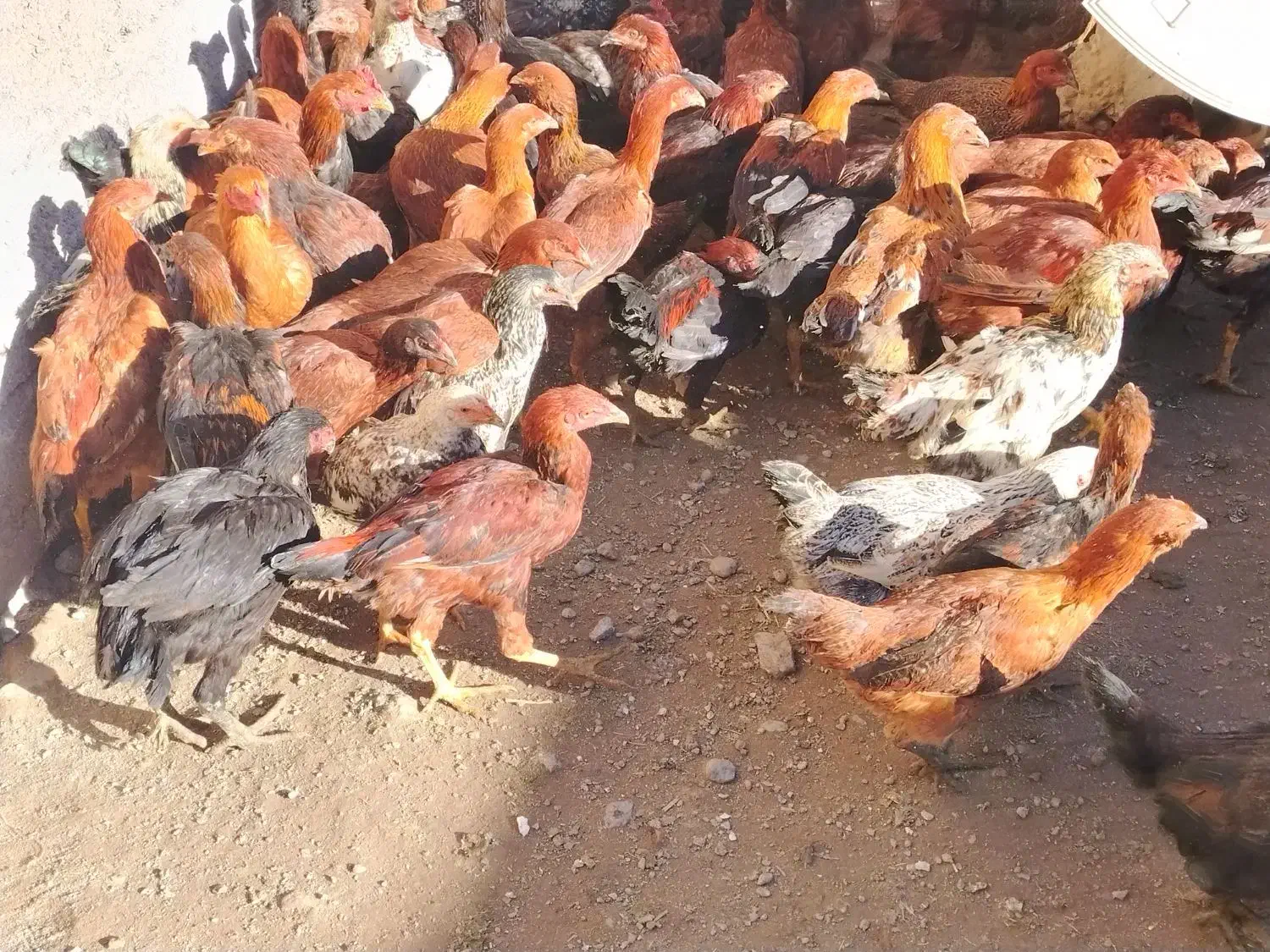 مرغ 7 ماهه|حیوانات مزرعه|مشگین شهر, |دیوار