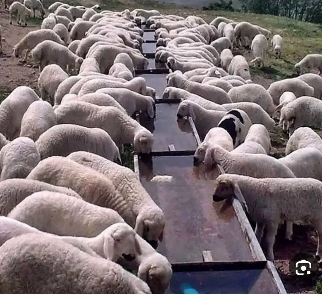 بره گوسفند فروشی درجه یک شبانه روزی|حیوانات مزرعه|شاهین‌شهر, خانه کارگر|دیوار