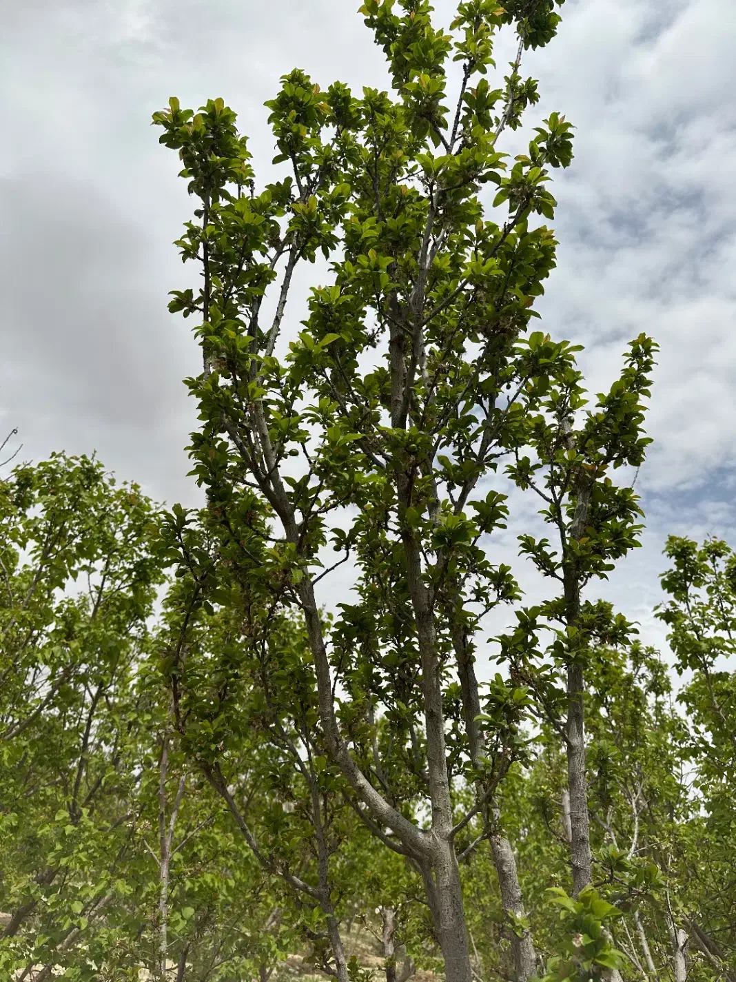 فروش دو قطعه باغ در صحرای نبادان ابرکوه|فروش زمین و ملک کلنگی|ابرکوه, |دیوار