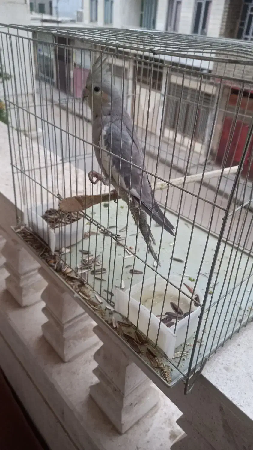 طوطی|پرنده|کلاله, |دیوار