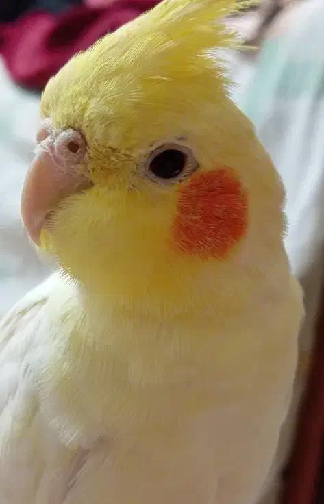 گمشده|حیوانات|قم, قلعه کامکار|دیوار