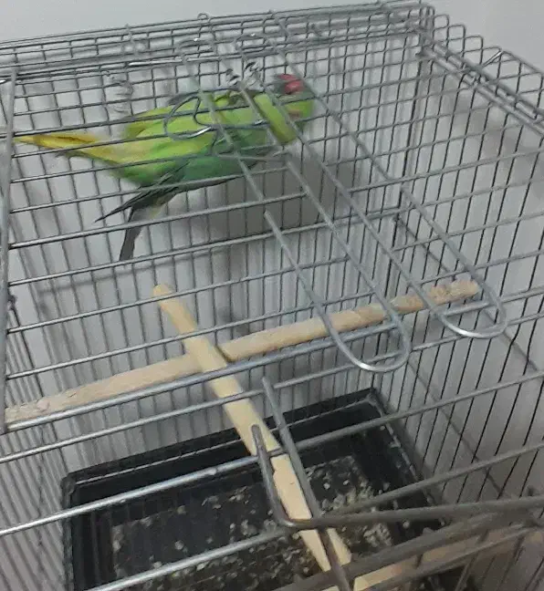 طوطی ملنگو و پایه چرخ داره|پرنده|فولادشهر, مسکن مهر فولادشهر|دیوار