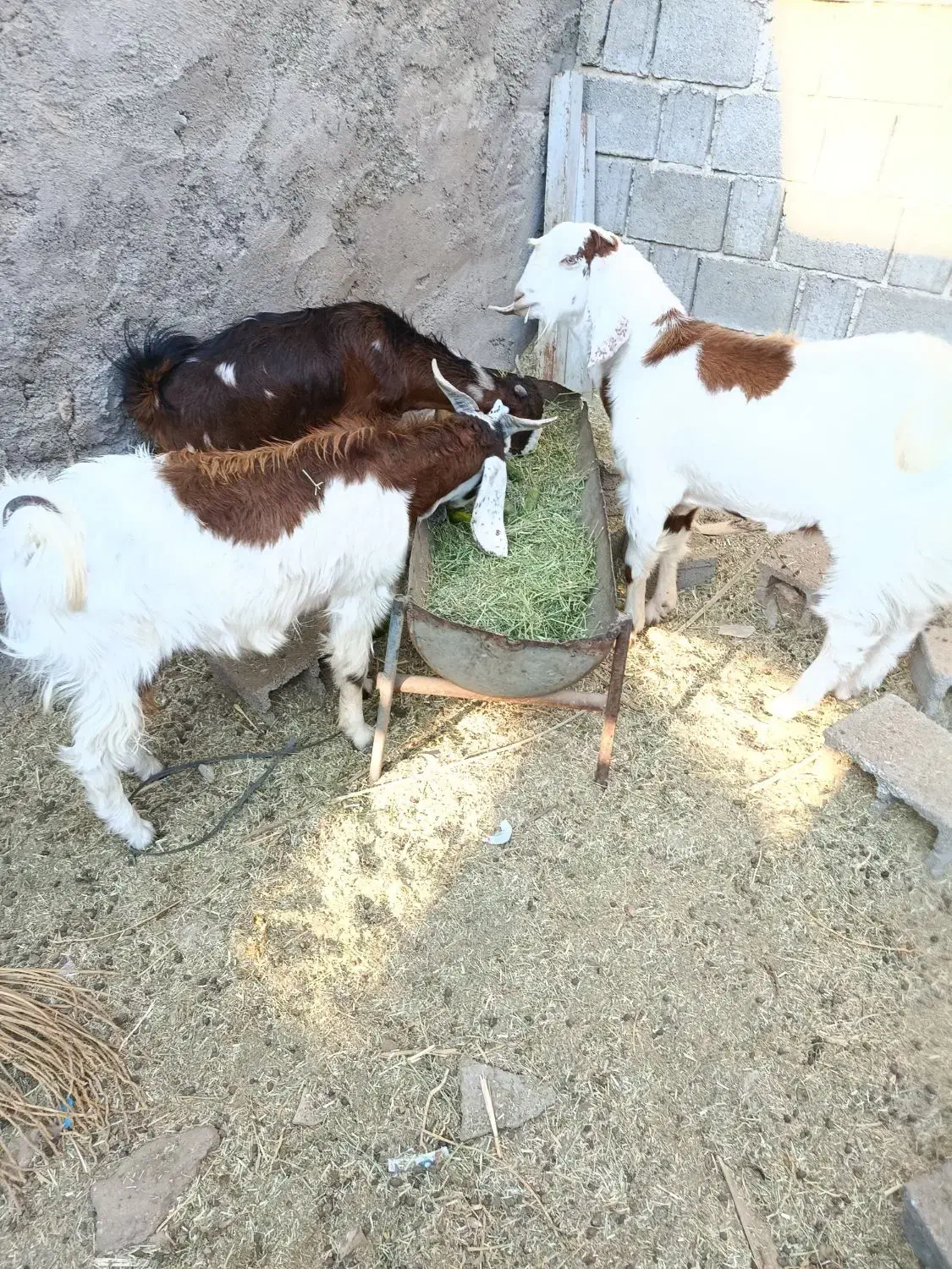 فروش دو عدد کهره نر یکی ماده|حیوانات مزرعه|بوشکان, |دیوار