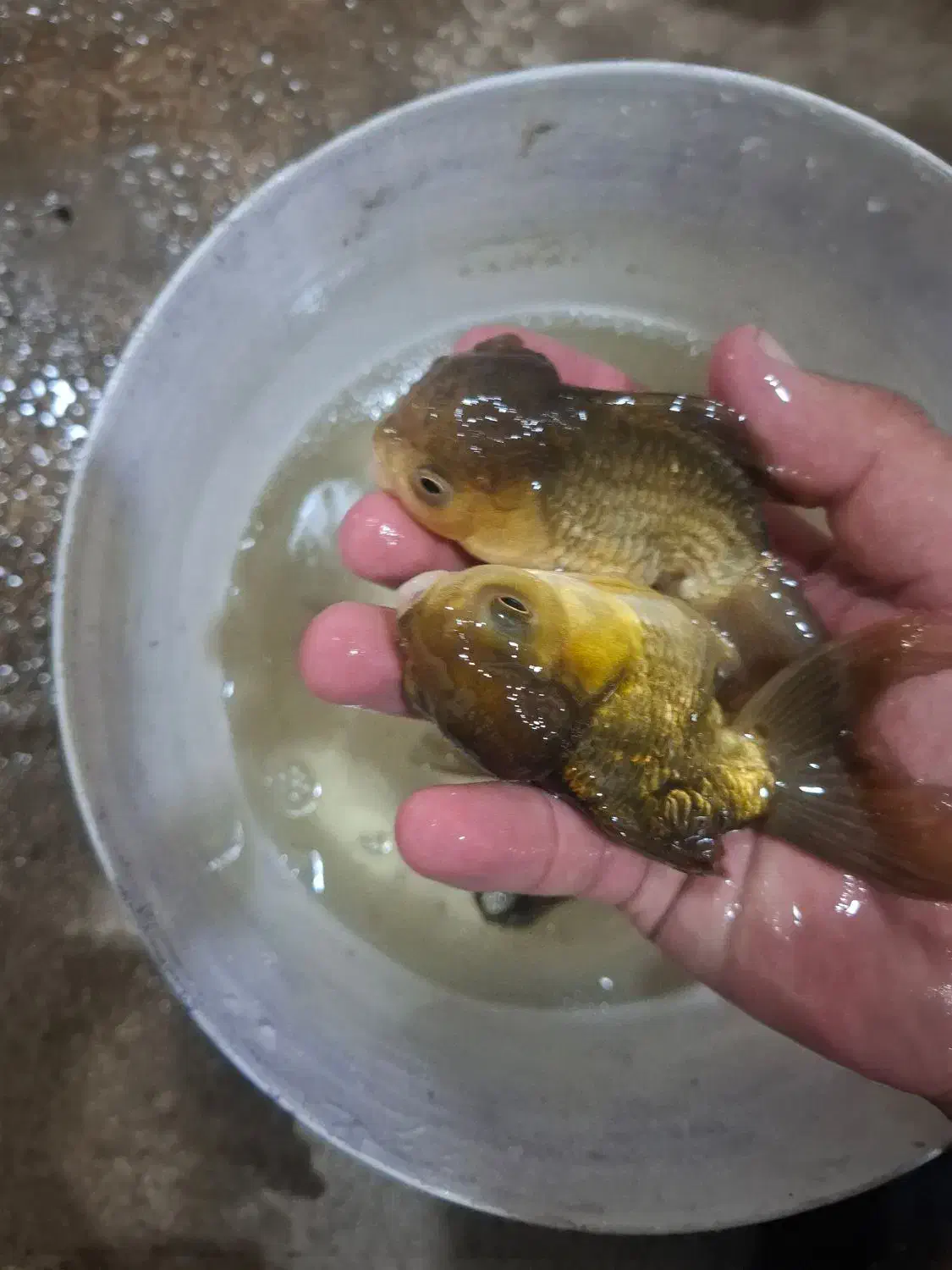 گلدفیش سایز ۴ اینچ قیمت مناسب|ماهی|اسلام‌شهر, شهرک مهدیه|دیوار