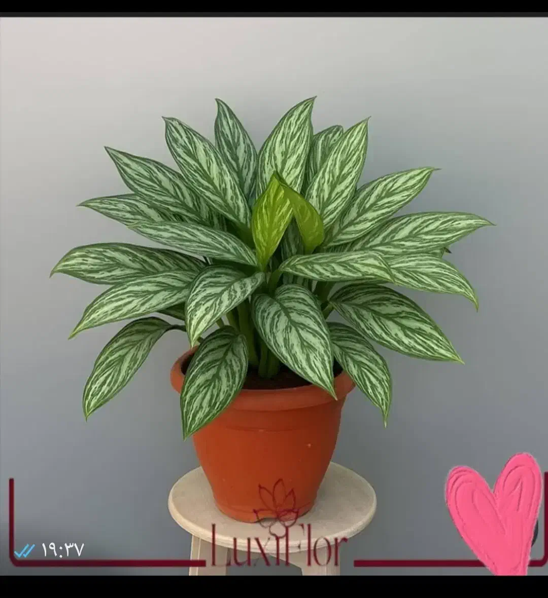 گل مصنوعی|گل مصنوعی|قرچک, پارس سرام|دیوار