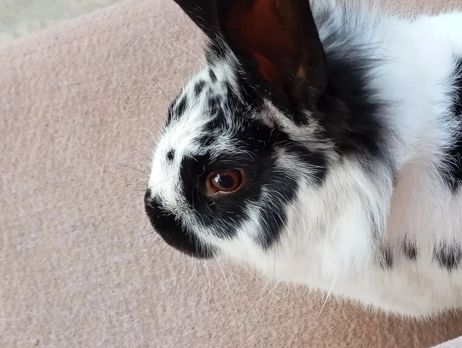 حیوان خانگی خرگوش|موش و خرگوش|دورود, |دیوار