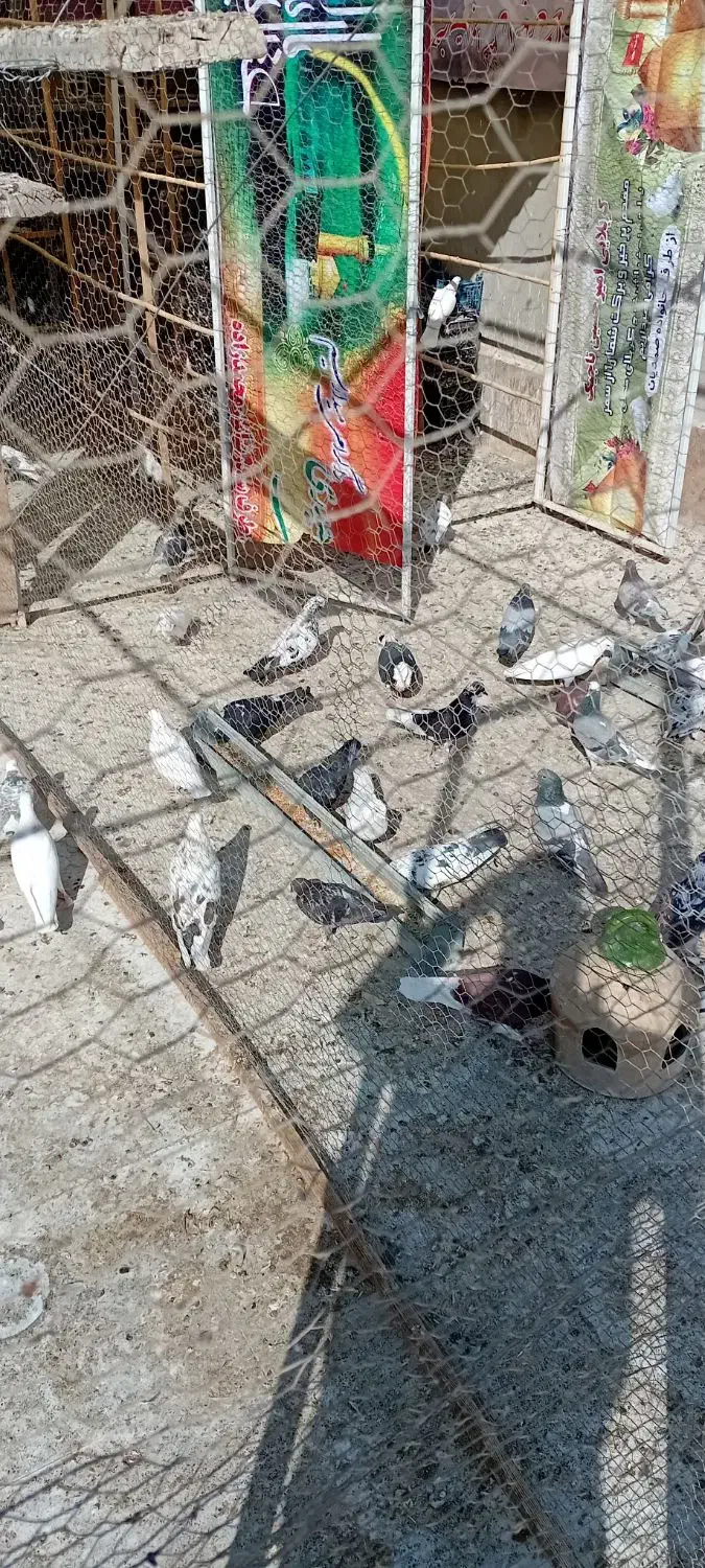 کفتر یا کبوتر خوب یجا|پرنده|پاکدشت, پاکدشت (مامازند)|دیوار