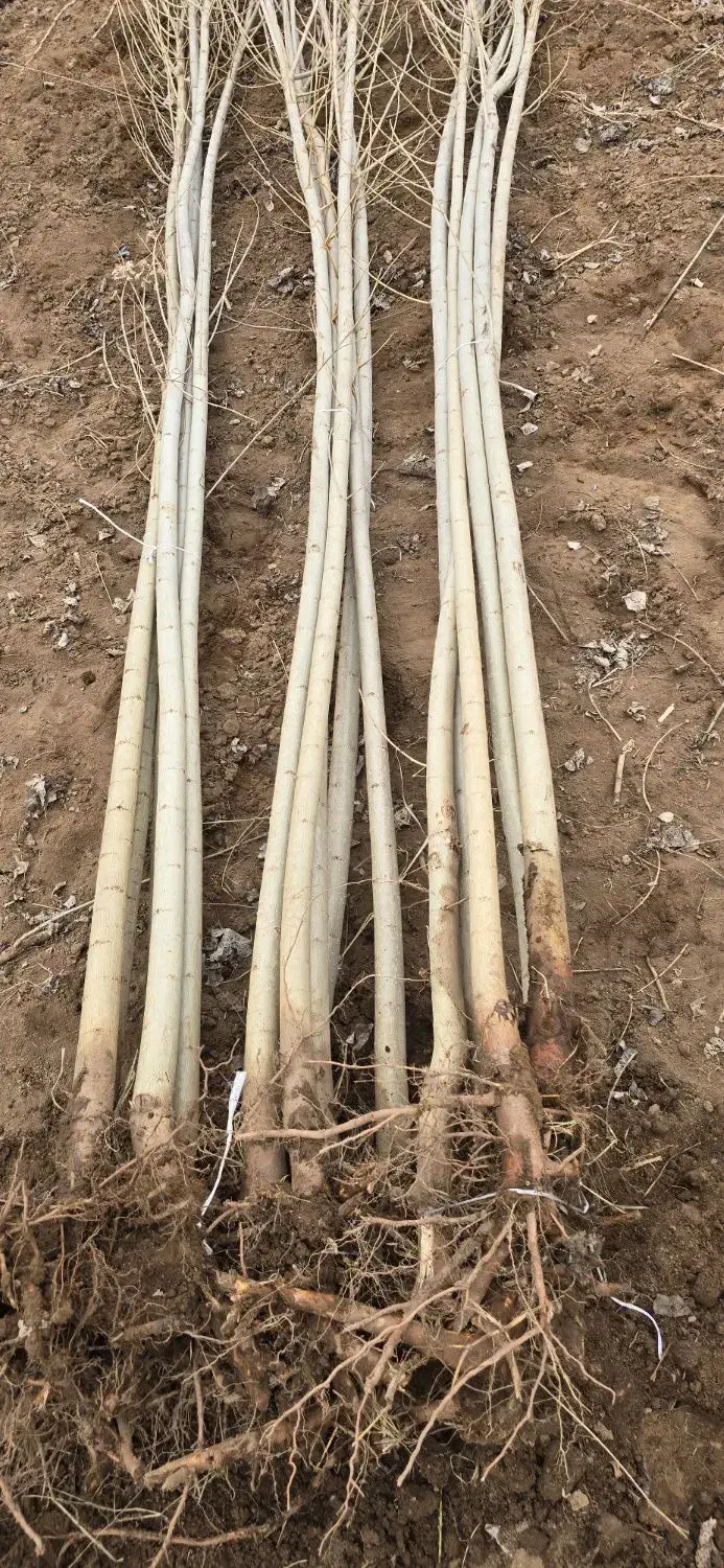 اگه رشد می‌خوای،صنوبر بهترین انتخابه|خدمات باغبانی و درختکاری|بابل, |دیوار