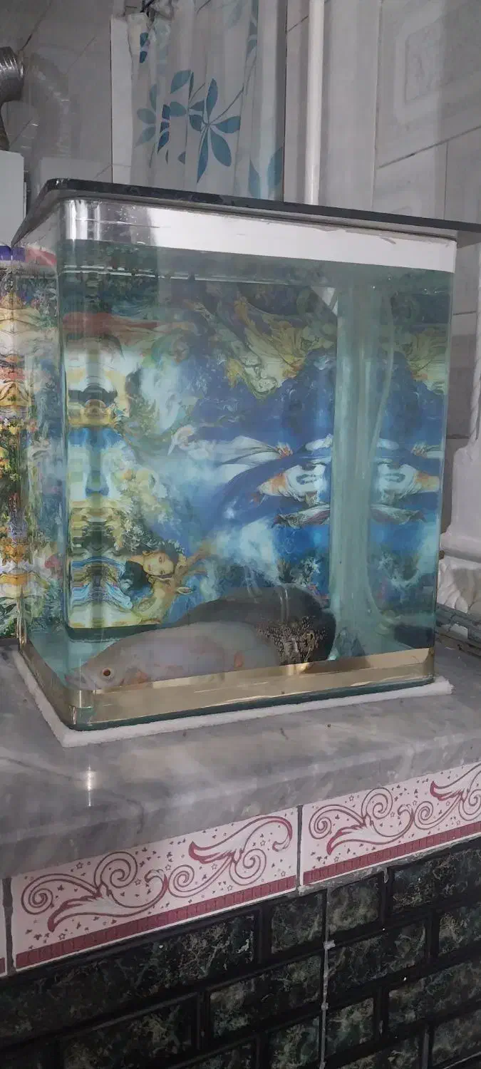 آکواریوم|ماهی|اسلام‌‌آباد غرب, |دیوار