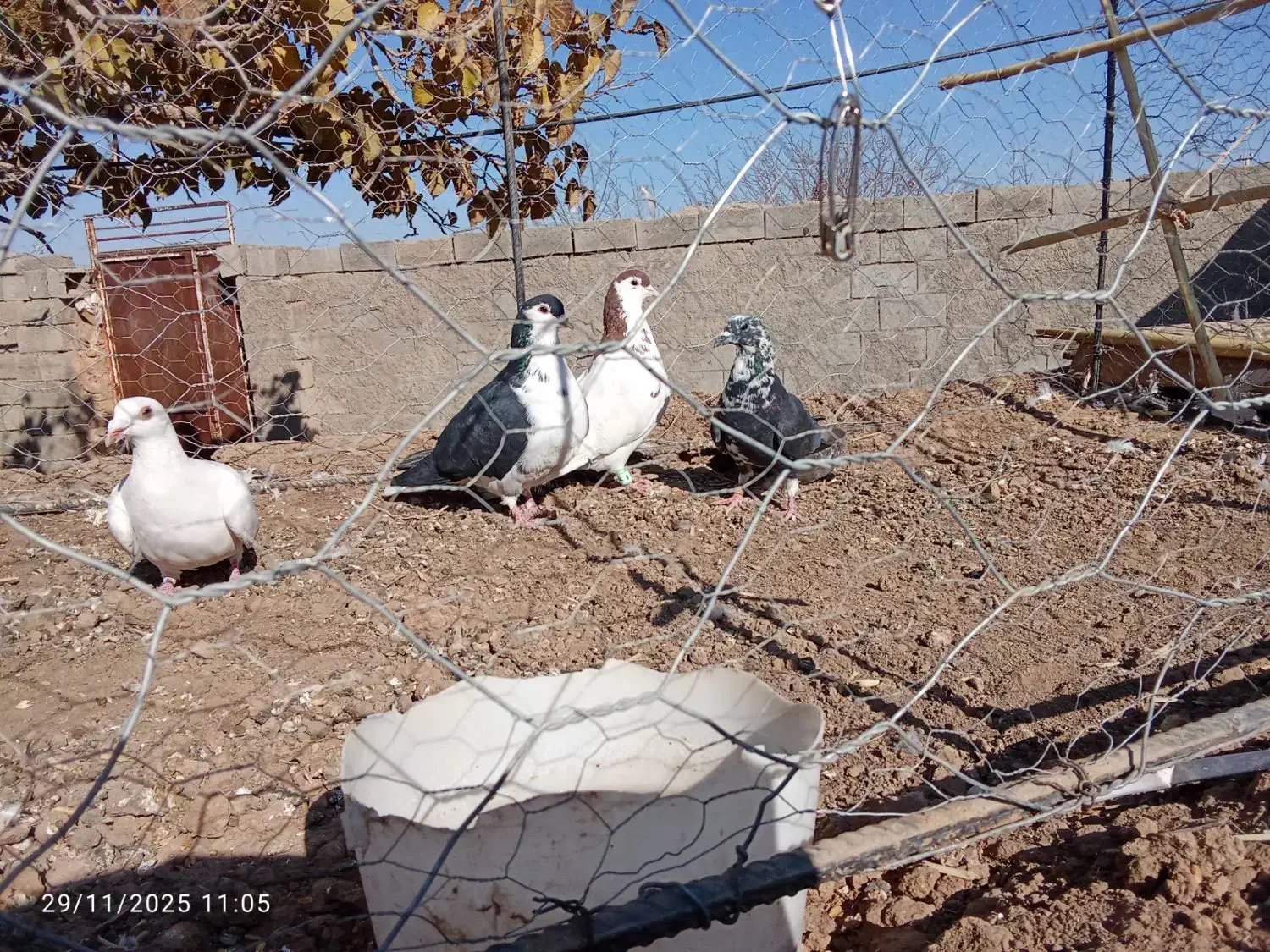 چهارتا کفتر  پرشی  فروشی جفت 700|پرنده|جغتای, |دیوار