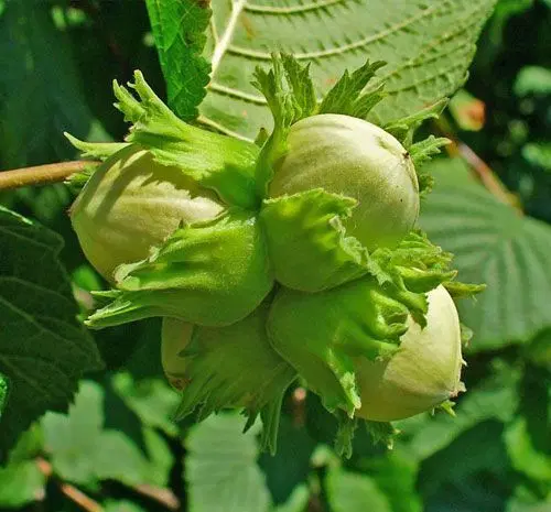 نهال فندق انیس ترکیه (ماکادومیا)|خدمات باغبانی و درختکاری|همدان, |دیوار