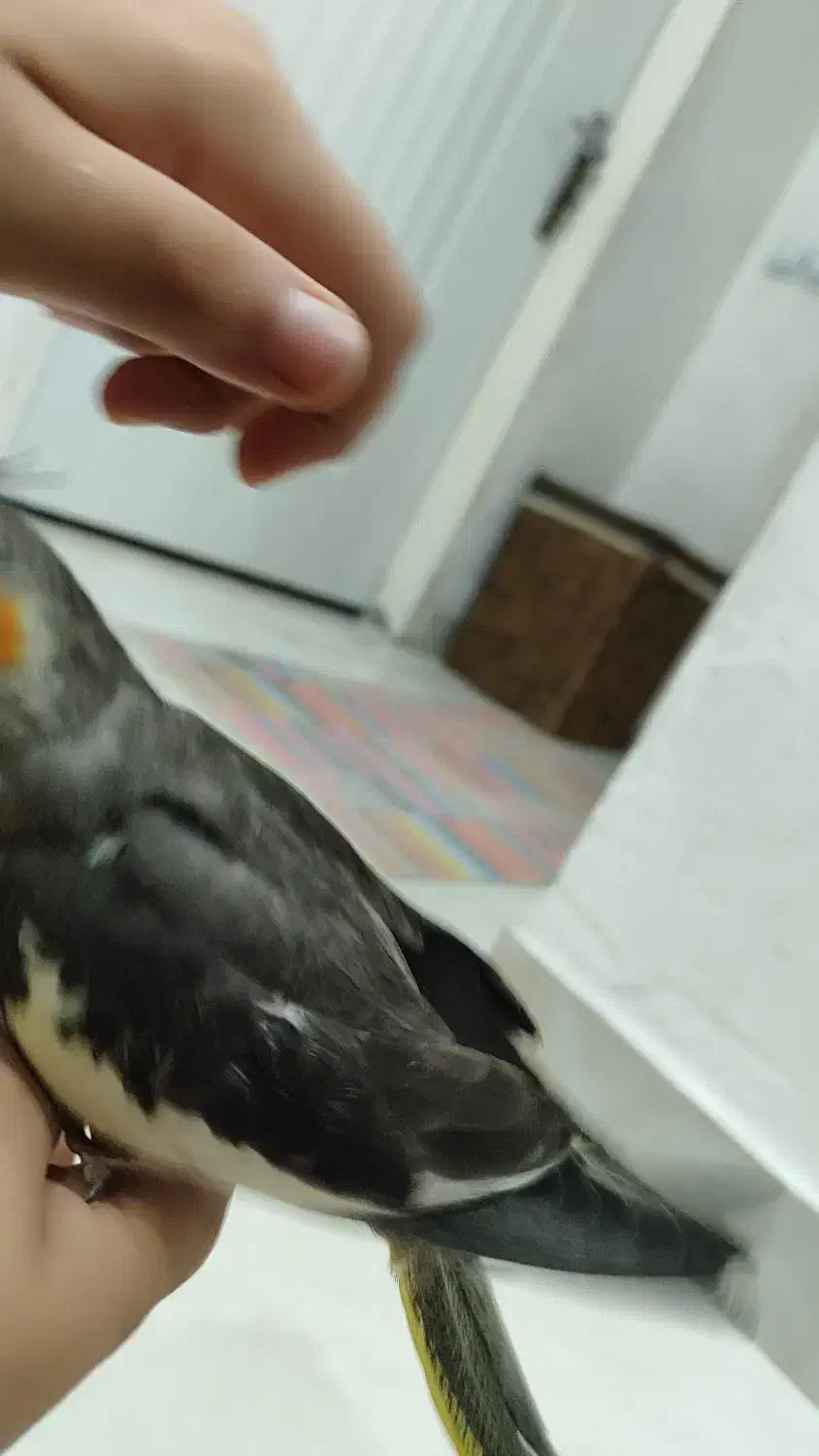 جوجه عروس هلندی|پرنده|رشت, کوی مهر|دیوار