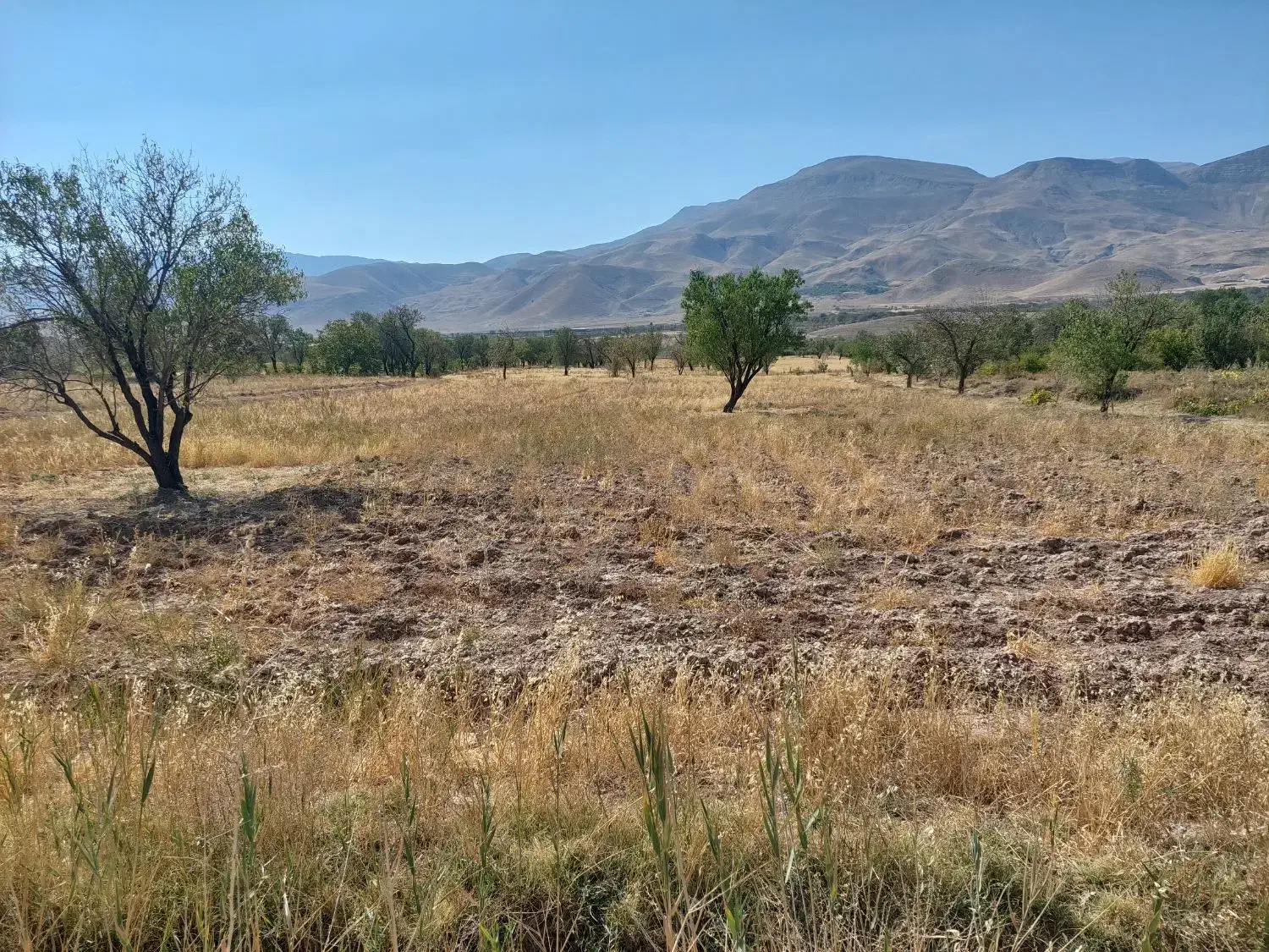 زمین کشاورزی|فروش دفتر صنعتی، کشاورزی، تجاری|نوبران, |دیوار