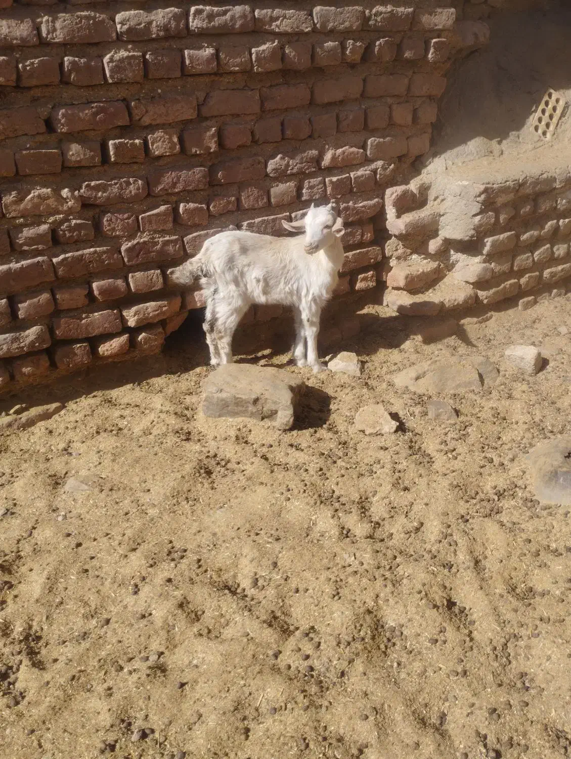 بزغاله  کره  کوهبنان|حیوانات مزرعه|کوهبنان, |دیوار