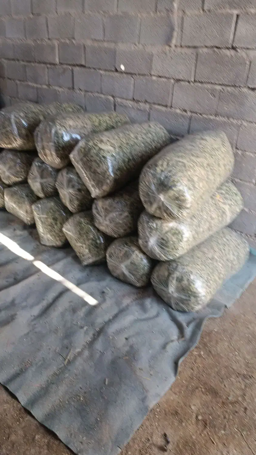 فروش ذرت چاپر اماده پلاستیک کرده پردونه|خوردنی و آشامیدنی|داراب, |دیوار