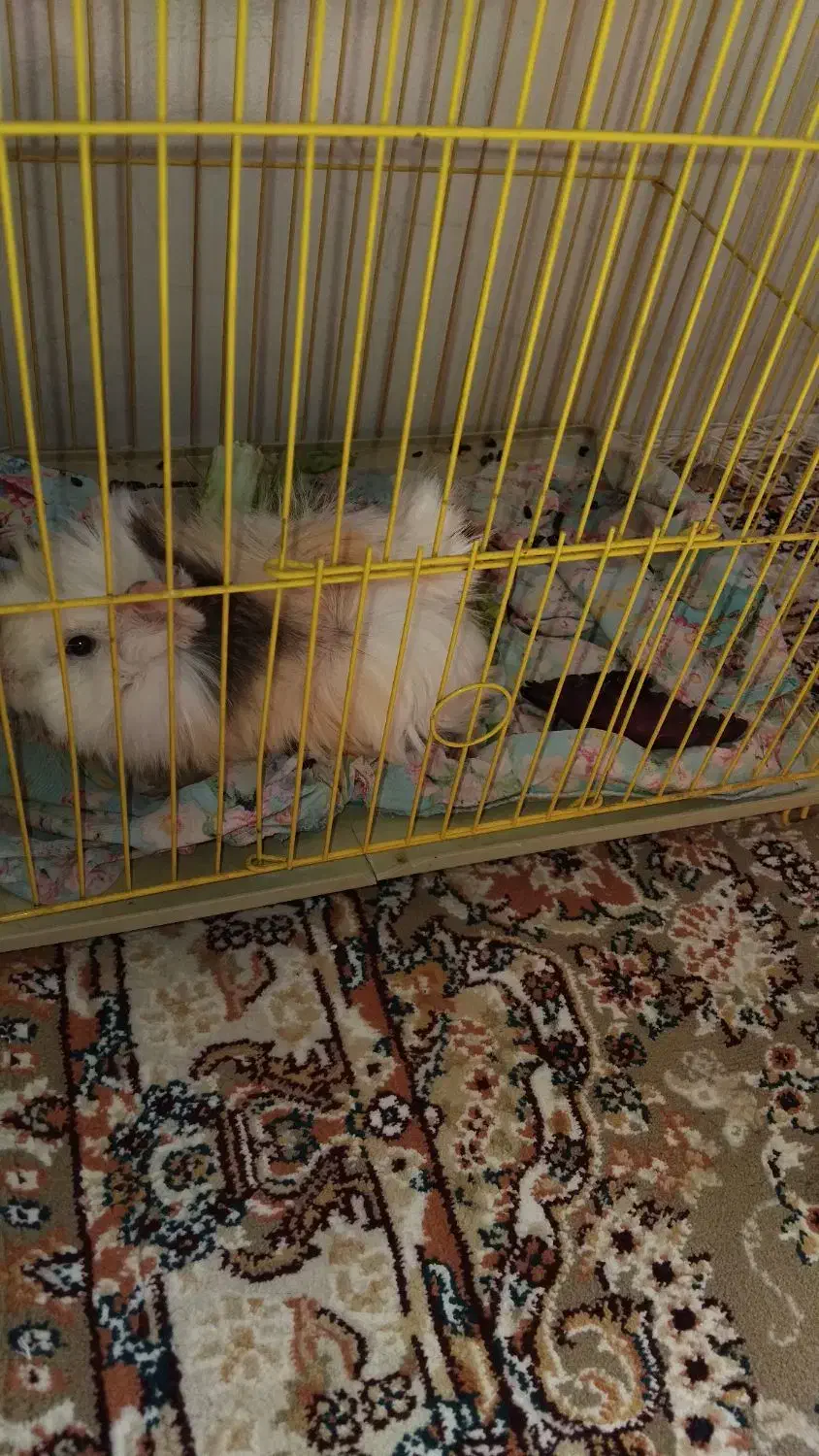 خوکچه هندی|موش و خرگوش|شیراز, شهرک مهرگان|دیوار