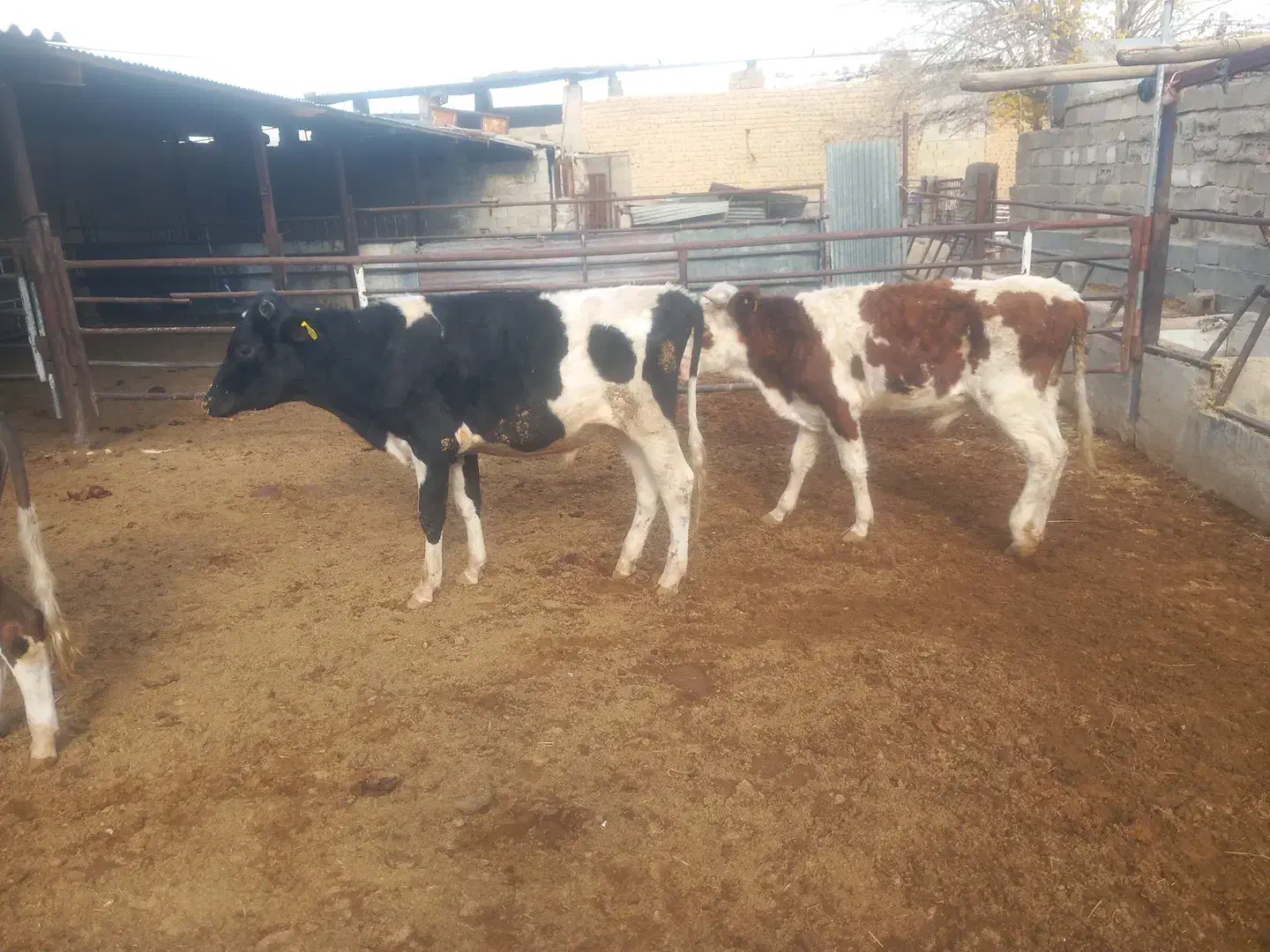 7 راس گوساله نر|حیوانات مزرعه|طسوج, |دیوار