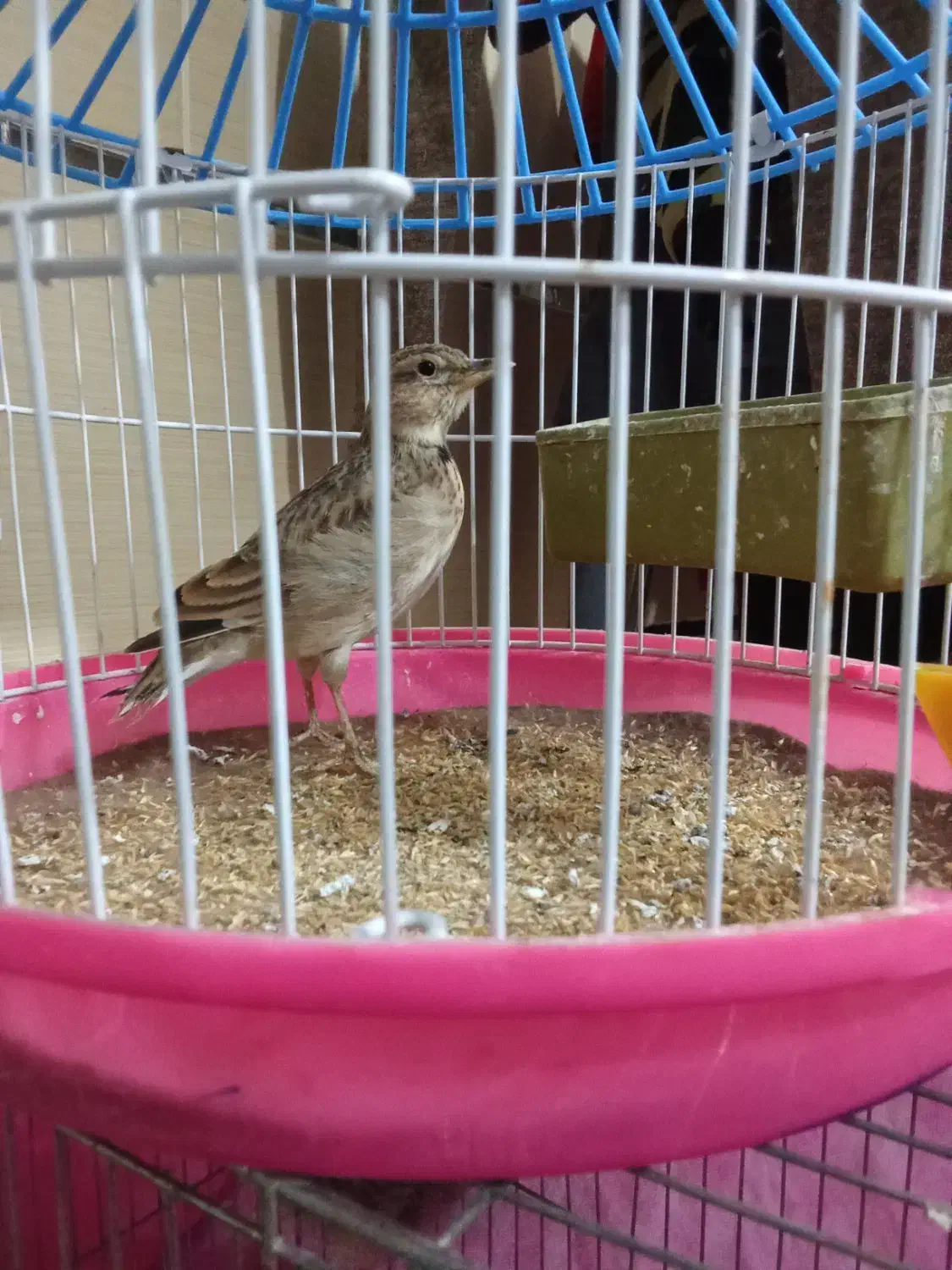 سره خاکی|پرنده|محمدیه-قزوین, |دیوار