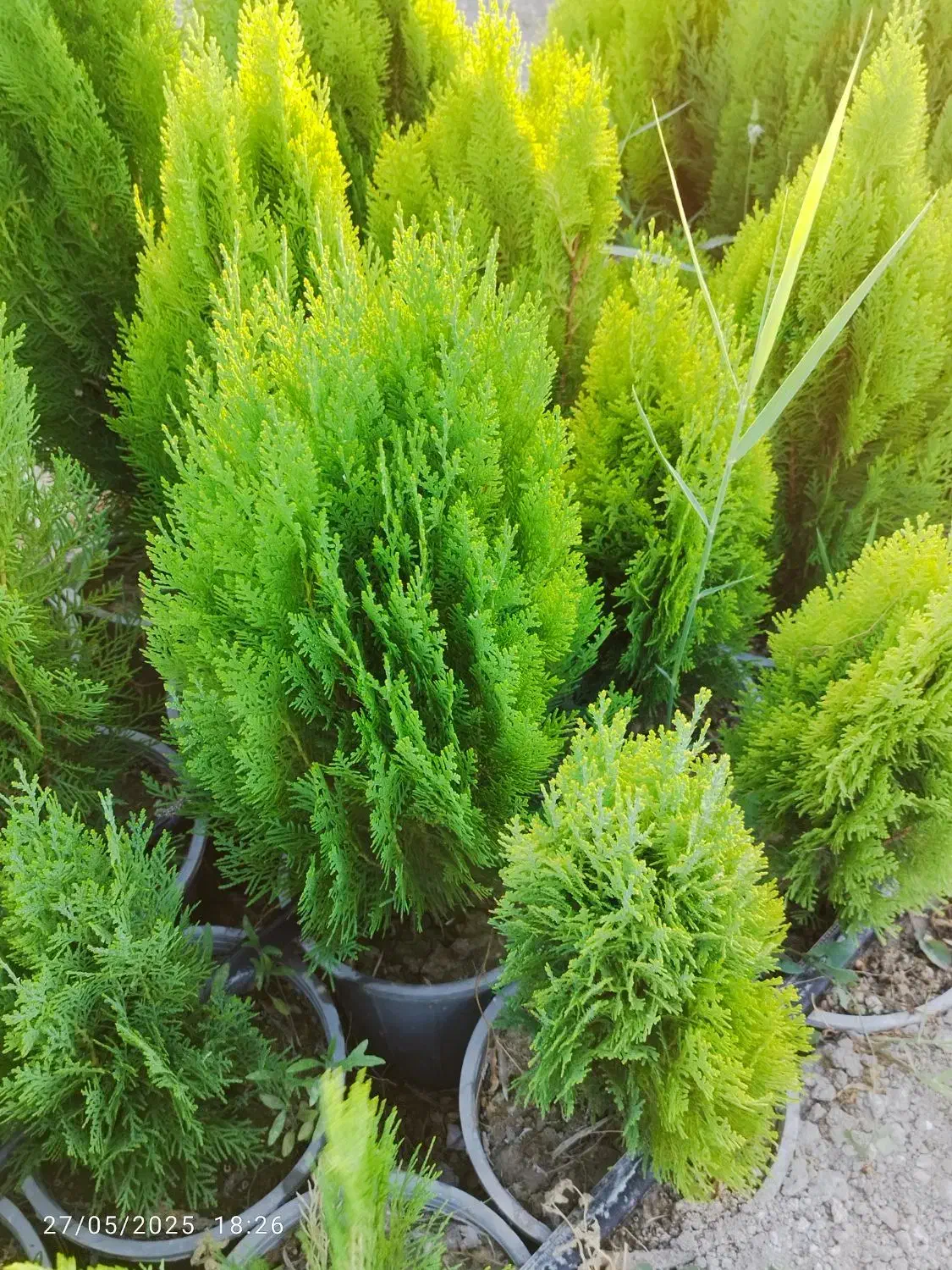 سرو شیراز و نهال مرکبات و سیاه درخت|خدمات باغبانی و درختکاری|شیراز, حومه شیراز|دیوار