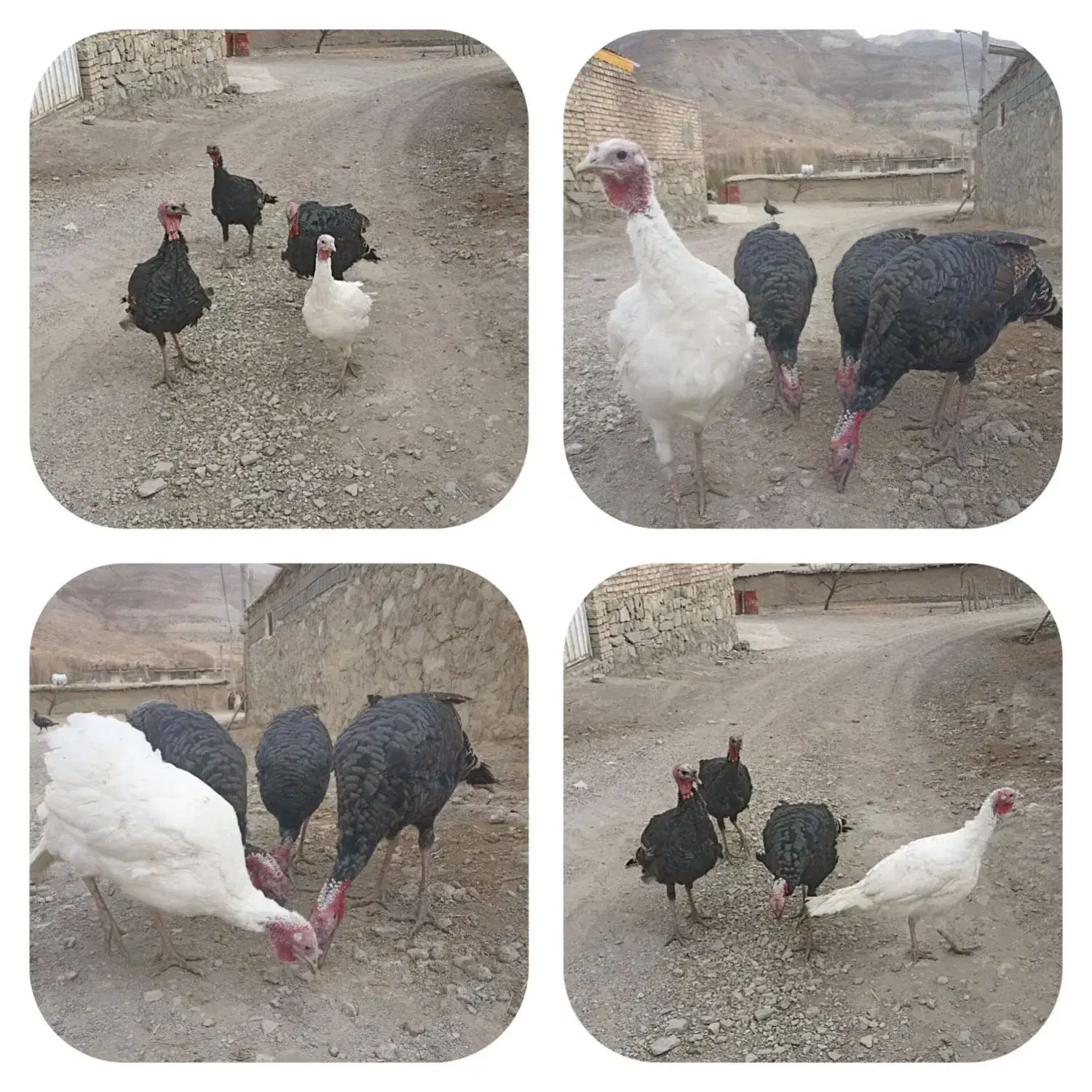 بو قلمون|حیوانات مزرعه|نیشابور, ماروسک|دیوار