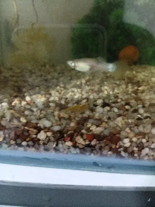 ۲ ماهی ماده گوپی معاوضه|ماهی|پرند, فاز ۶|دیوار