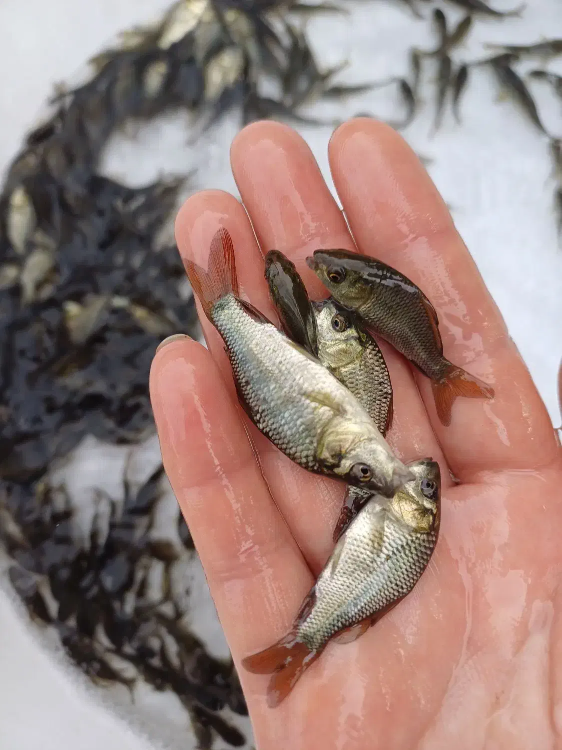 تولیدوفروش بهترین نژاد ماهیان کپور و آمور|ماهی|گرگان, |دیوار