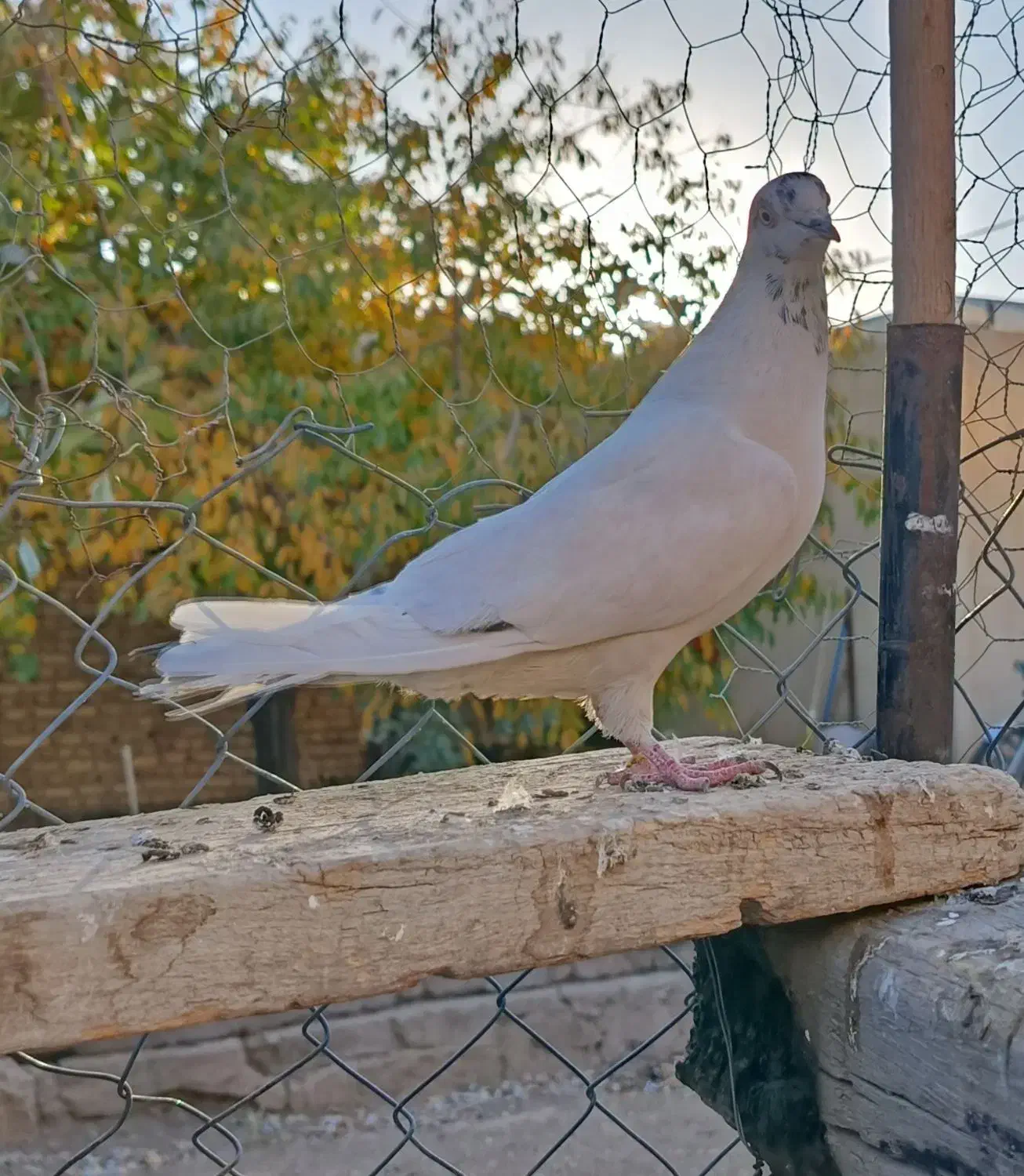 کبوتر|پرنده|صائین قلعه, |دیوار