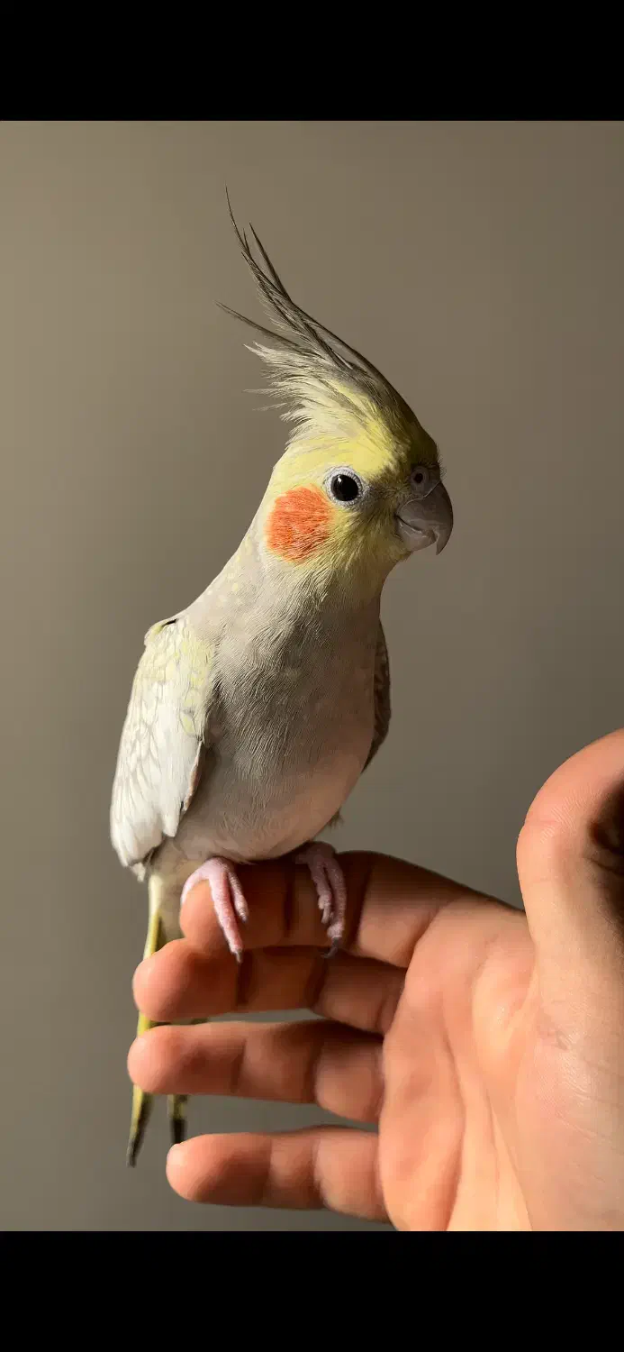 عروس هلندی|پرنده|شیراز, آبیاری|دیوار