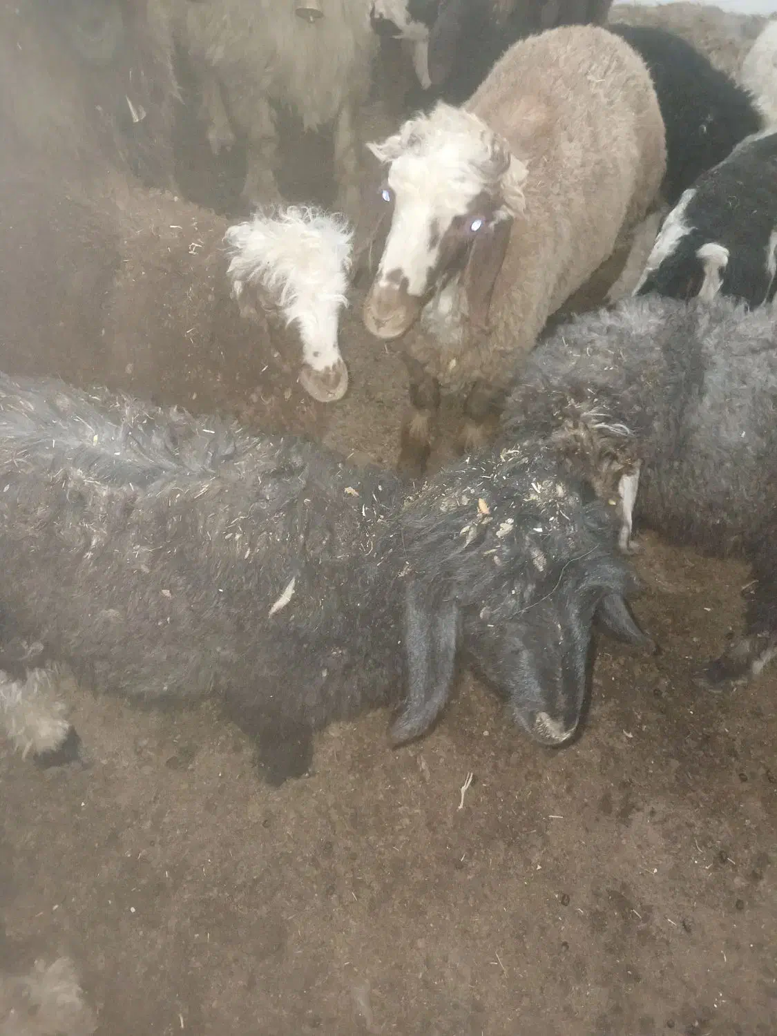 بره پرواری معامله با بز خوب|حیوانات مزرعه|کوهرنگ, |دیوار