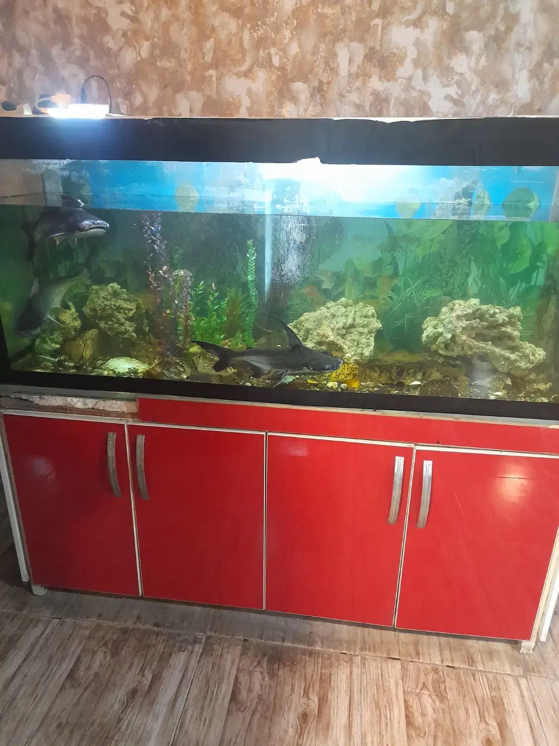 اکواریوم بزرگ|ماهی|اردبیل, |دیوار