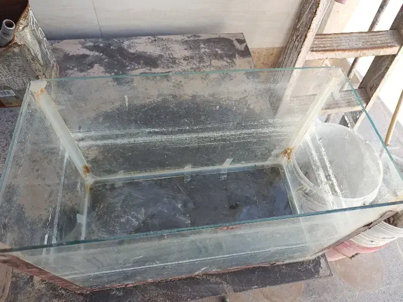 آکواریوم|ماهی|زارچ, |دیوار