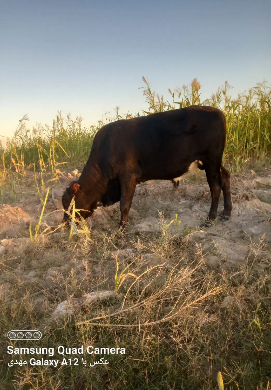 گاو نر فروش قیمت 65|حیوانات مزرعه|جلگه چاه هاشم, |دیوار
