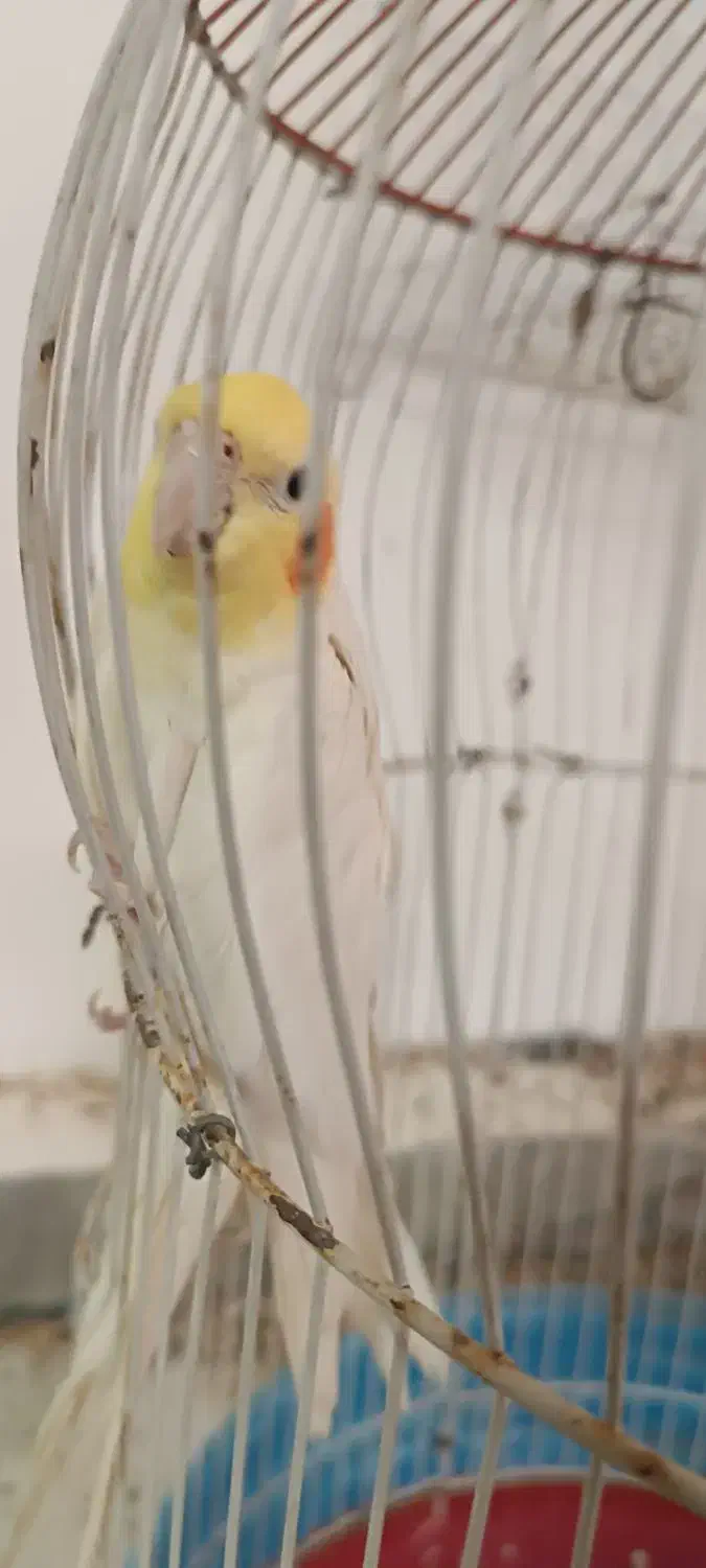 شلنگ هدرولینگ ریو|قطعات یدکی و لوازم جانبی|باسمنج, |دیوار