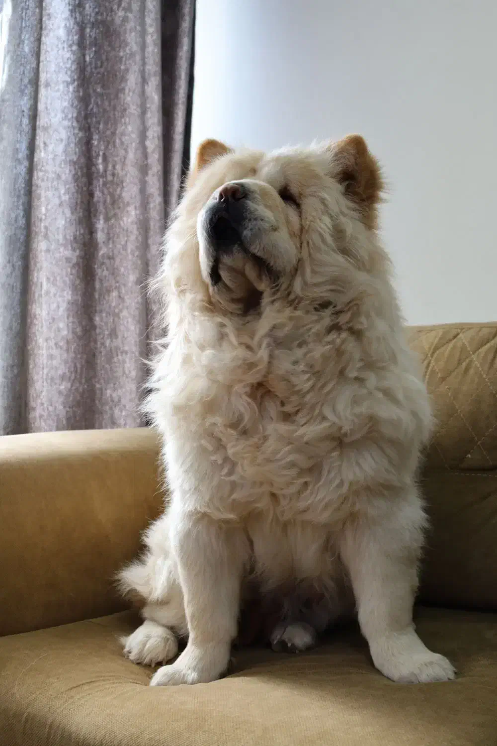 سگ چاوچاو|سگ|کرمان, |دیوار