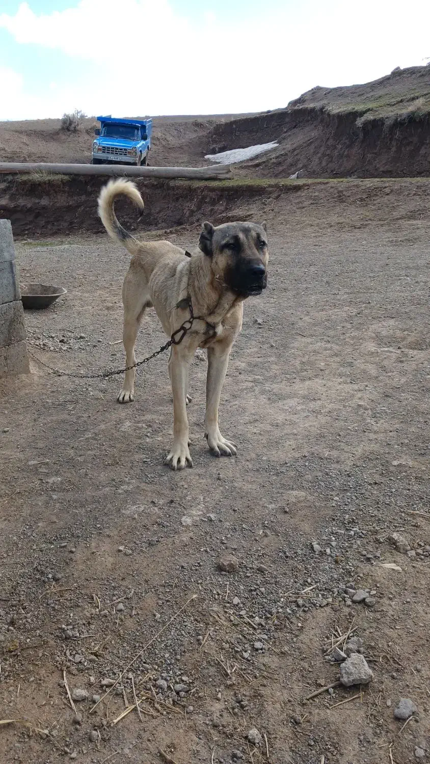 سگ ۱۳ ماهه|سگ|ترکمانچای, |دیوار