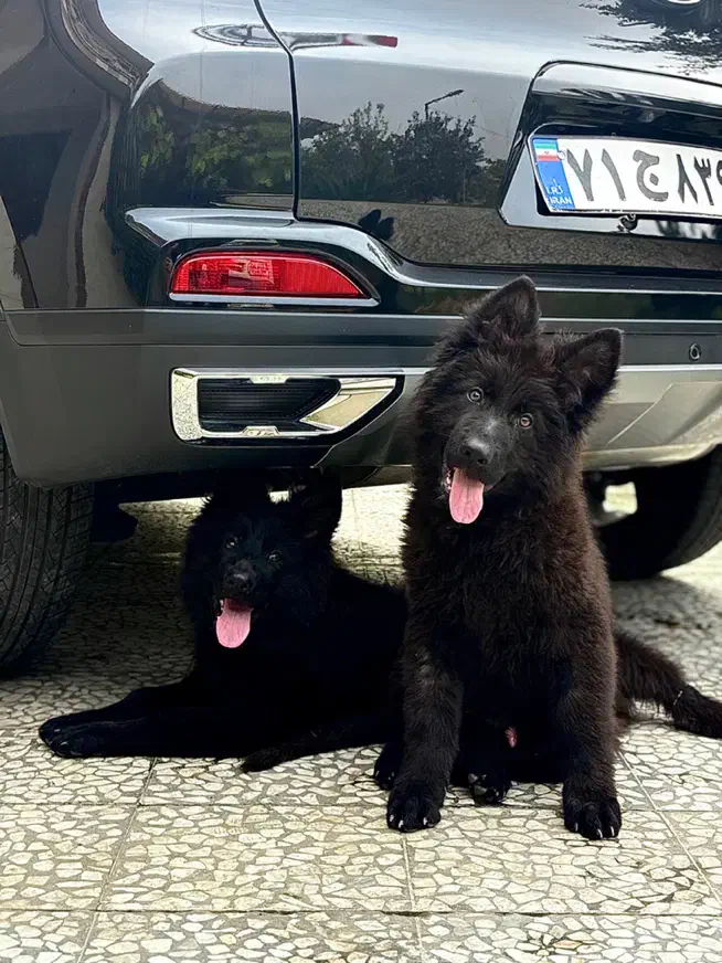 یک جفت ژرمن نر ماده خریدار واقعی تخفیف داره.|سگ|رودسر, |دیوار