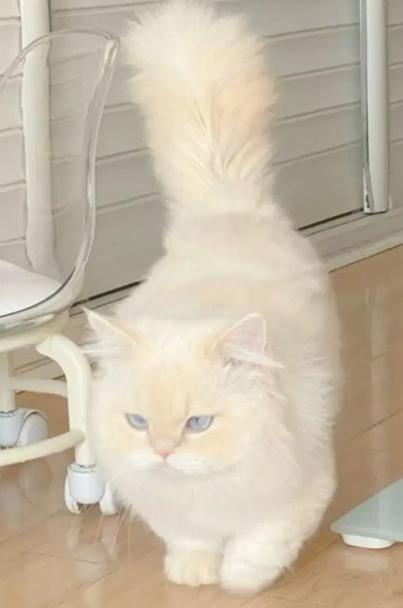 گربه ترکیب Ragdoll Himalayan|گربه|قم, سالاریه|دیوار