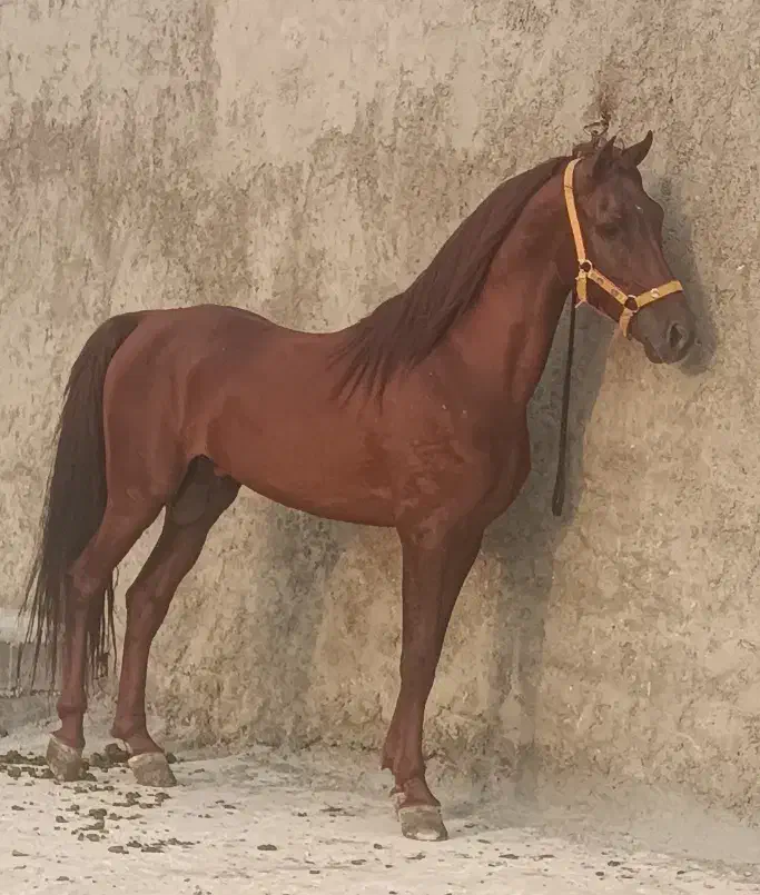 فروش اسب نریان یا معاوضه با مادیان خوب|اسب و تجهیزات اسبسواری|داراب, |دیوار